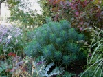 Sortie : visite de jardins d'adhérent