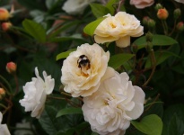 ROSIER GHISLAINE DE FELIGONDE