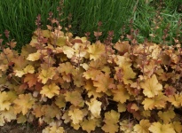 HEUCHERE CARAMEL