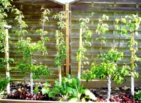POTAGER ET POIRIERS