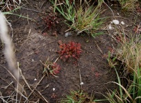 TOURBIERE DE KERFONTAINE DROSERA ROTUNDIFOLIA