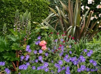 ACANTHE GERANIUM VIVACE ET PHORMIUM