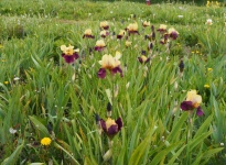 PEPINIERE JARDIN D IRIS