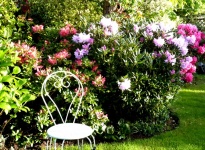 RHODODENDRONS