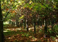 ARBORETUM DU GRAND COURTIL