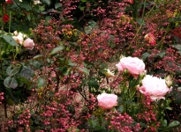 ROSIER COTE JARDIN ET HEUCHERES