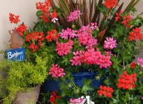 ASPARAGUS PHORMIUM ET GERANIUM