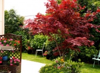 ACER PALMATUM