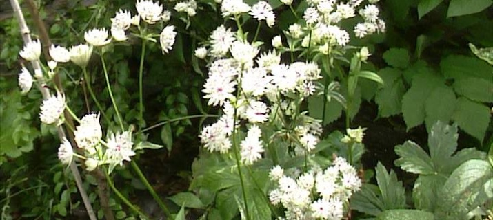 Astrentia