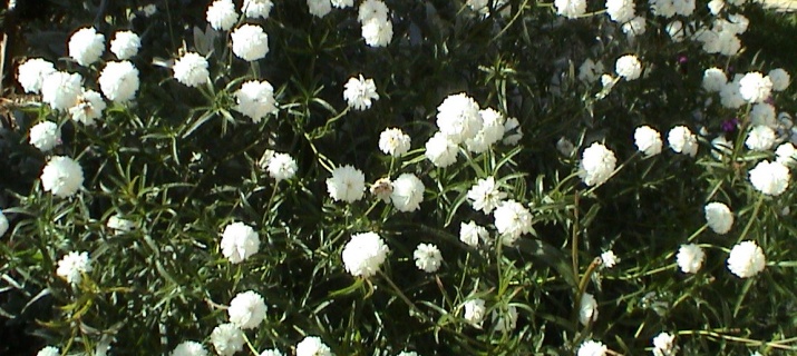 Achillea Ptarmica 'La perle'