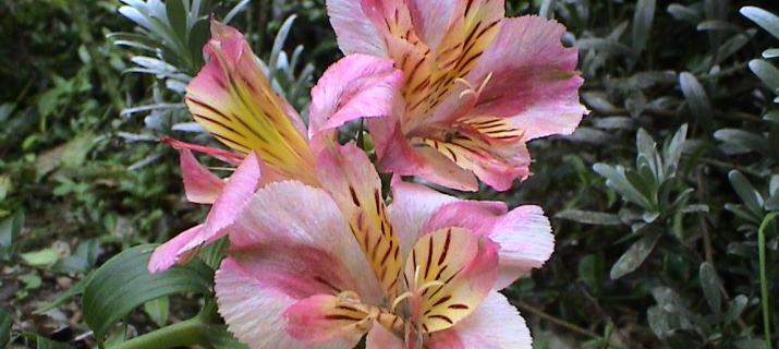 Alstraoemeria