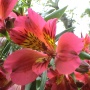 Alstraoemeria