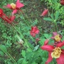 Aquilegia