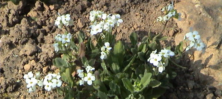 Arabis caucasica