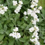 Arabis caucasica