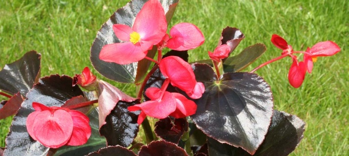 Begonia