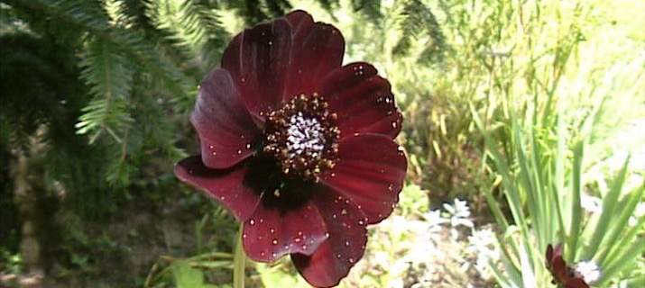 Cosmos Atrosanguineus