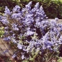 Ceanothus