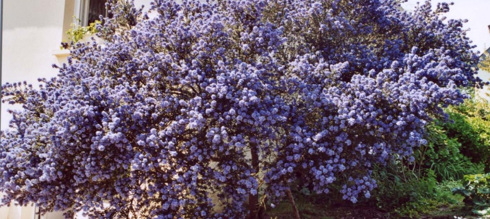 Ceanothus