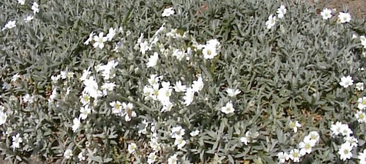 Cerastium Tomentosum