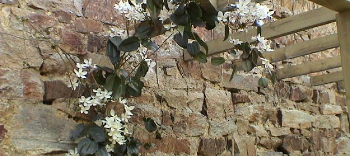 Clematis