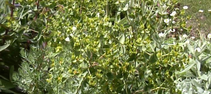 Euphorbia Pithyusa