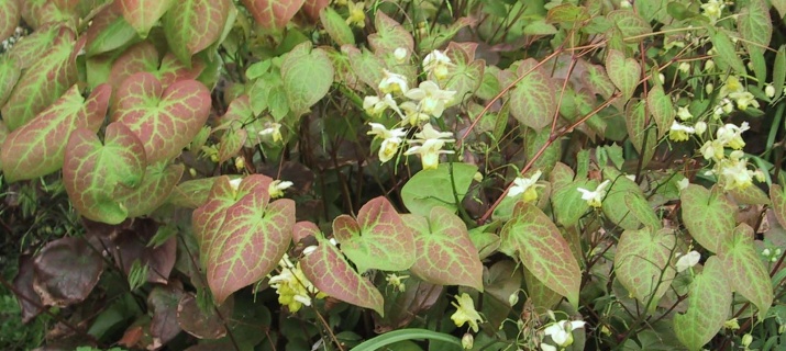 Epimedium