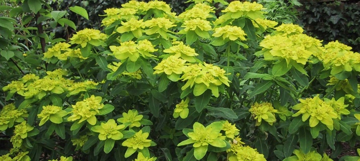 Euphorbia Polychroma