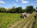 Sortie : la ferme maraîchère bio d'Ozon