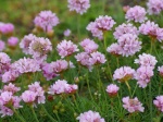 Sortie : la flore du bord de mer