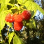 Rubus idaeus (framboisier)
