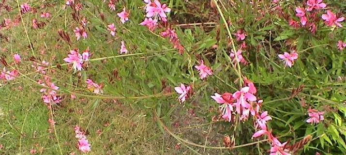 Gaura