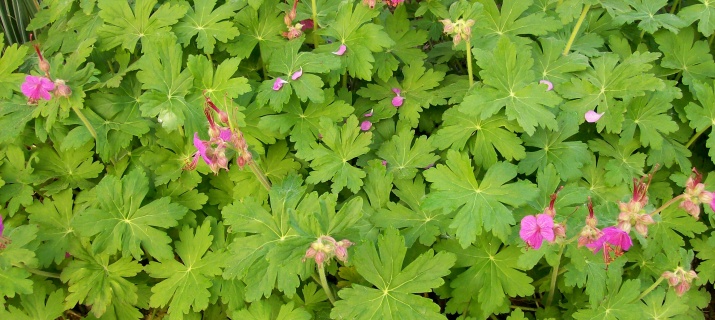 Géranium Macrorrhizum