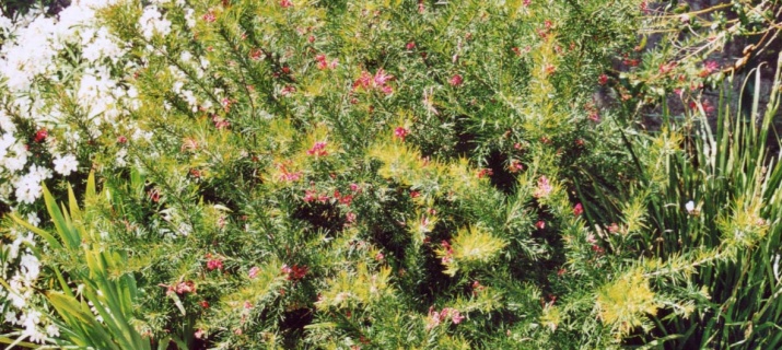 Grevillea