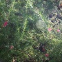 Grevillea