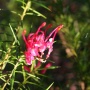 Grevillea