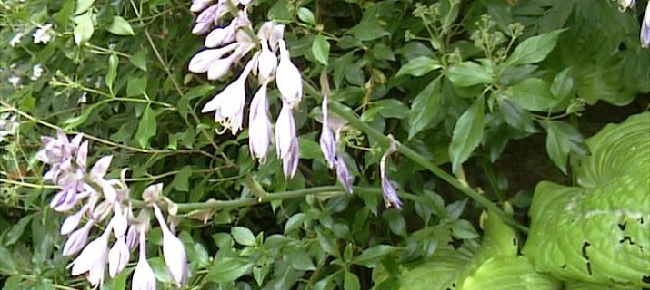 Hosta