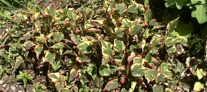 Houttuynia cordata