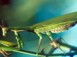 Conférence : les insectes