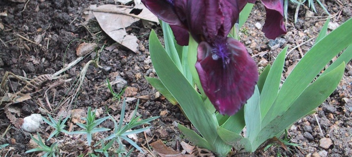 Iris Pumila