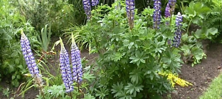 Lupinus Polyphylus