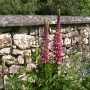 Lupinus Polyphylus