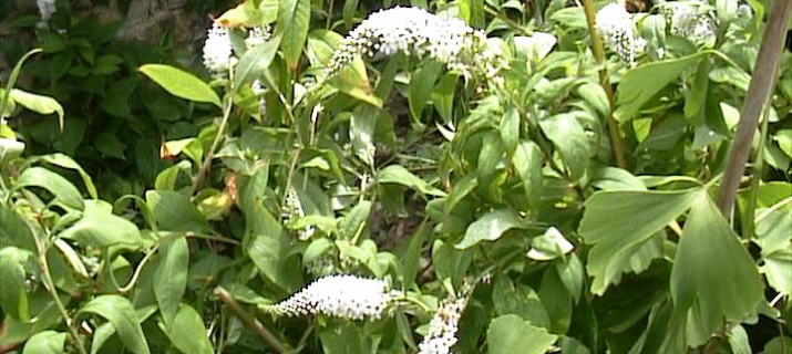 Lysimachia Clethroides