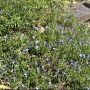 Lithodora diffusa