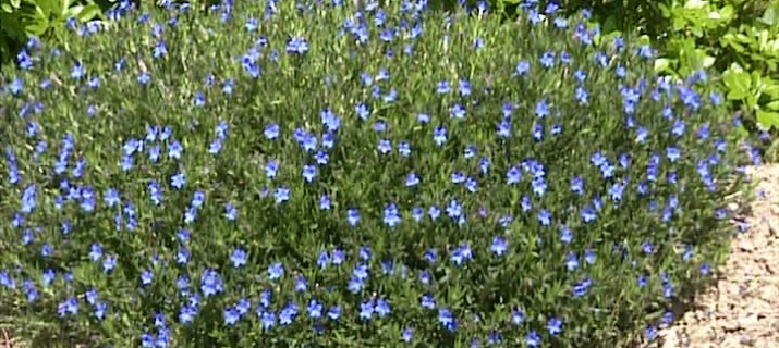 Lithodora diffusa