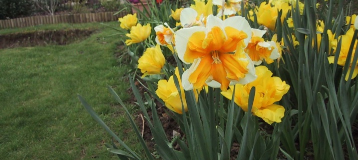 Narcissus