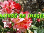 Spectacle : Nature en images
