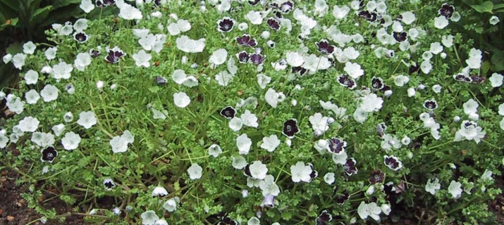 Nemophila