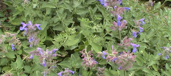 Nepeta