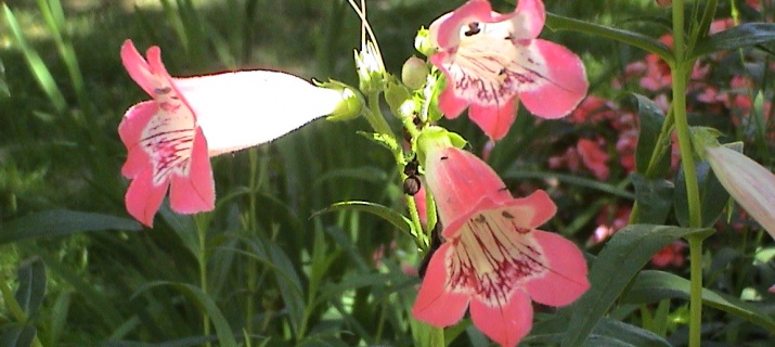 Penstemon
